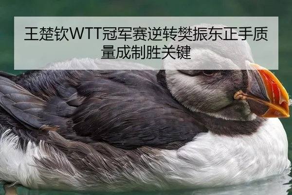 王楚钦WTT冠军赛逆转樊振东正手质量成制胜关键